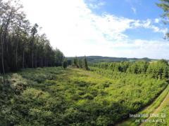 Terrain forestier (fond de bois) - Léglise - Behême