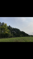 Resteigne, parcelle très bien située, 1ha16a35ca, mélange pins noirs, pins sylvestres.