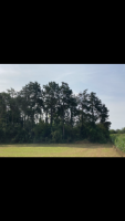 Resteigne, parcelle très bien située, 1ha16a35ca, mélange pins noirs, pins sylvestres.