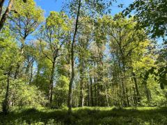 Propriété forestière 